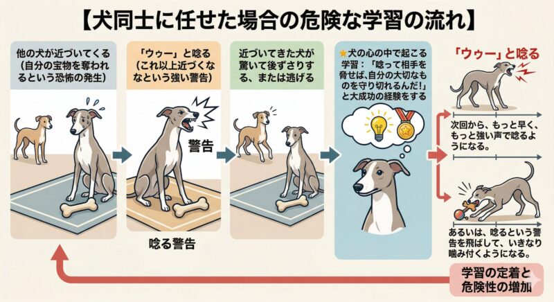 犬同士に任せた場合の危険な学習の流れを示すフロー図。
唸る→相手が退く→成功体験→エスカレートという
リソースガードの悪循環を5ステップで視覚化。