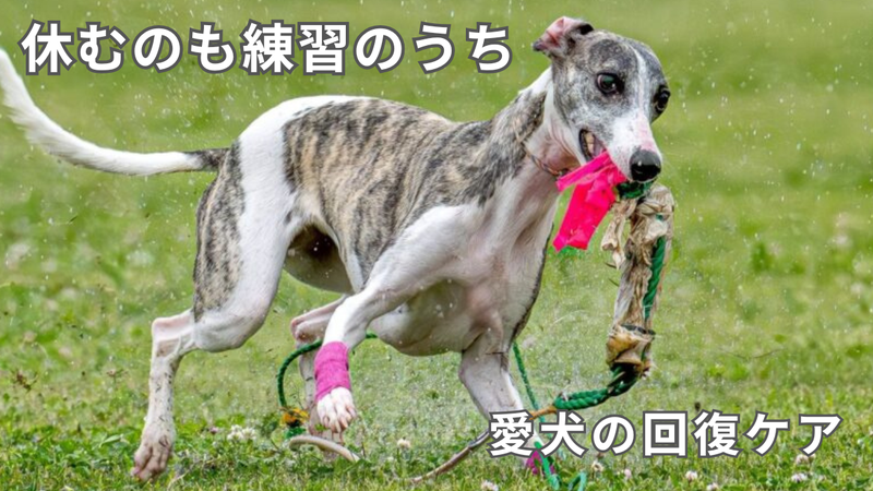 休むのも練習のうち・愛犬の回復ケア（ルアーコーシング犬の回復ケア記事アイキャッチ）