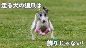 前足にピンクのバンテージを巻いて芝生を全力で走るウィペットのローツェ。「走る犬の狼爪は」「飾りじゃない！」の文字入りアイキャッチ