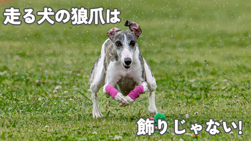 前足にピンクのバンテージを巻いて芝生を全力で走るウィペットのローツェ。「走る犬の狼爪は」「飾りじゃない！」の文字入りアイキャッチ