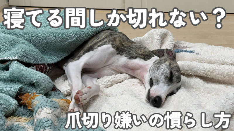 毛布の上でぐっすり眠るウィペットのローツェ。「寝てる間しか切れない?」「爪切り嫌いの慣らし方」の文字入りアイキャッチ