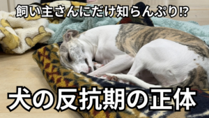 クッションの上で眠るヌプツェと「飼い主さんにだけ知らんぷり⁉ 犬の反抗期の正体」の文字