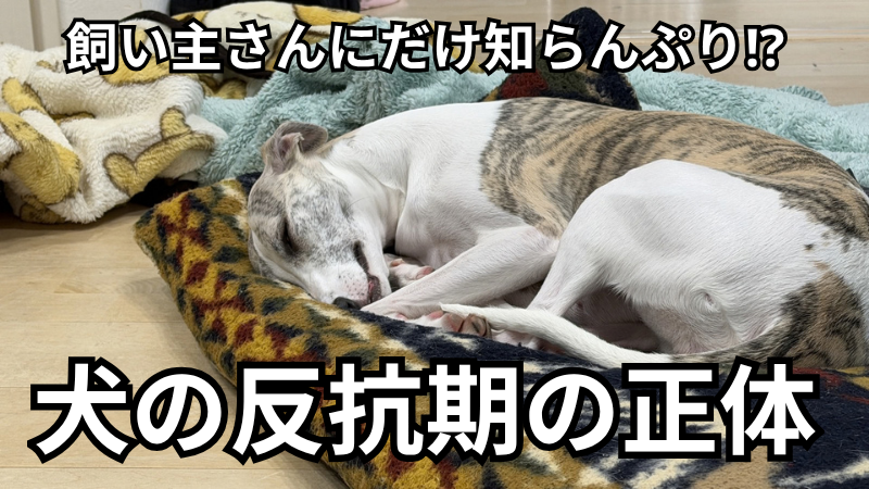クッションの上で眠るヌプツェと「飼い主さんにだけ知らんぷり⁉ 犬の反抗期の正体」の文字