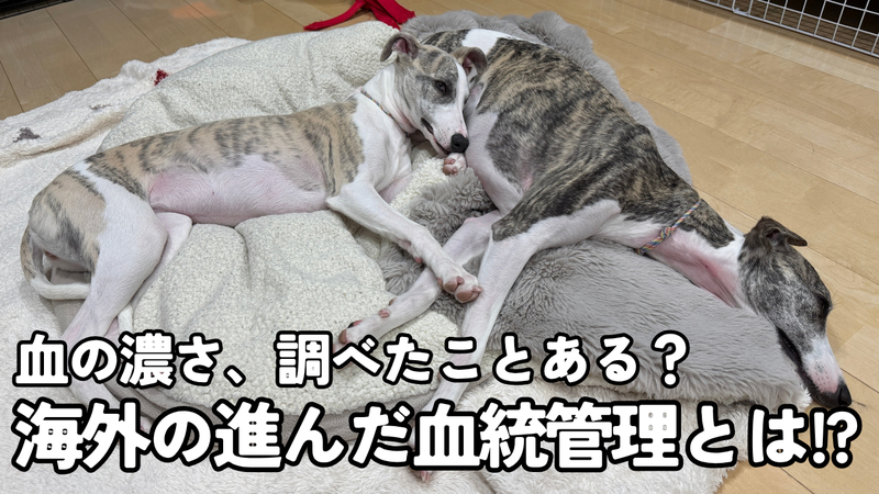 血の濃さ、調べたことある？／海外の進んだ血統管理とは（クッションの上で寄り添って眠るウィペット2頭）