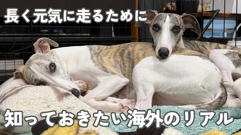 長く元気に走るために/知っておきたい海外のリアル(ベッドで寄り添うウィペット2頭)
