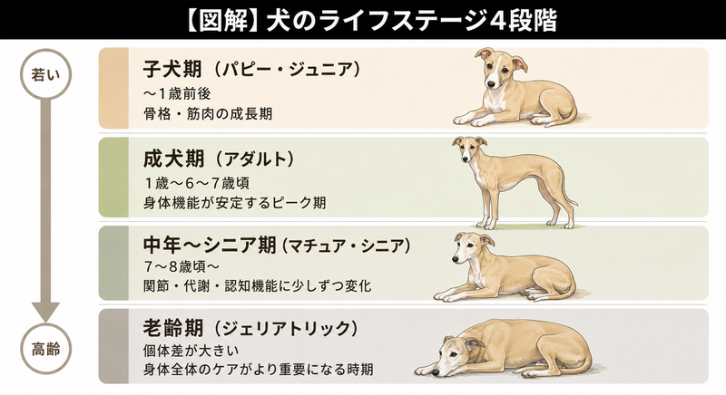 犬のライフステージ4段階を示す図解