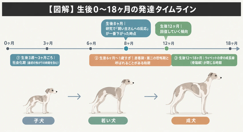 生後0〜18ヶ月の発達タイムライン（社会化期・思春期と第二の恐怖期・骨端線が閉じる時期を示す図解）