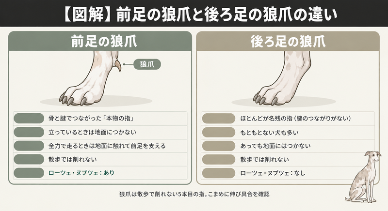 前足の狼爪と後ろ足の狼爪の違い（前足：骨と腱でつながった本物の指・全力で走るときは地面に触れる／後ろ足：ほとんどが名残でない犬も多い／どちらも散歩では削れない）の図解